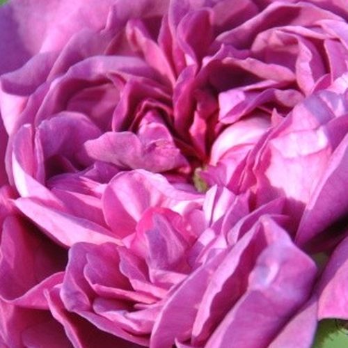 Rosa Reine des Violettes - trandafir cu parfum intens - Trandafir copac cu trunchi înalt - cu flori tip trandafiri englezești - violet - Mille-Mallet - coroană tufiș - ,-